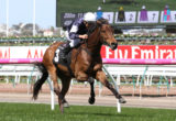 Almandin - Melbourne Cup day