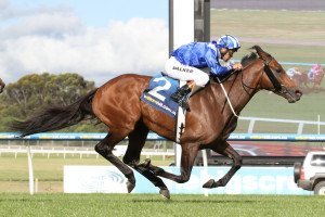 Almoonqith | Just Horse Racing Almoonqith