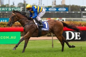 Amorino | Just Horse Racing Amorino