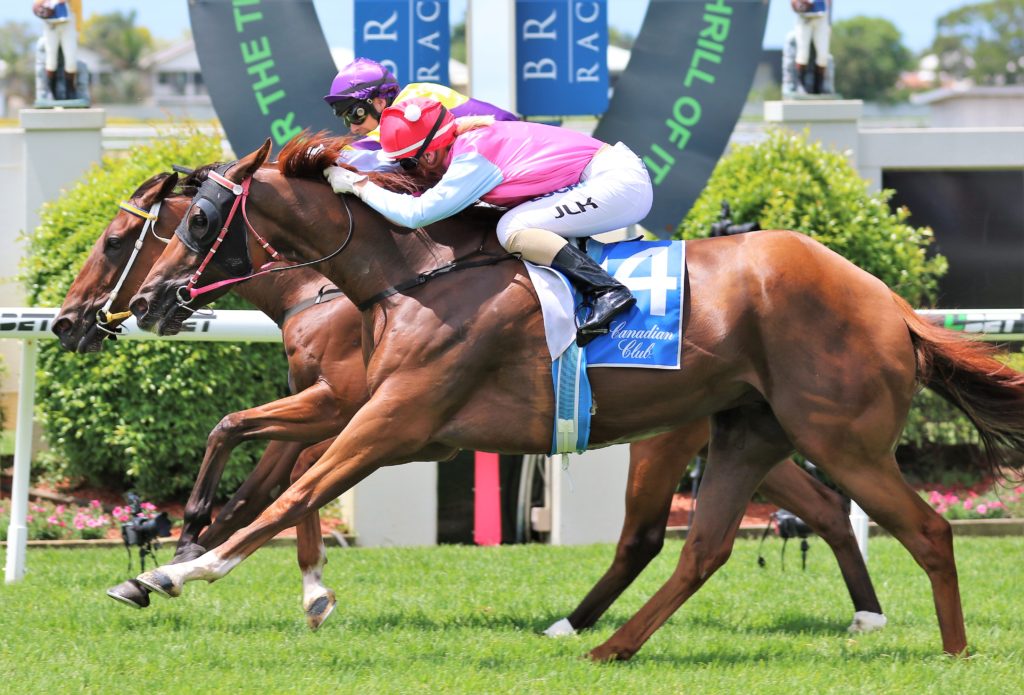 Aqua Vite (2) | Just Horse Racing