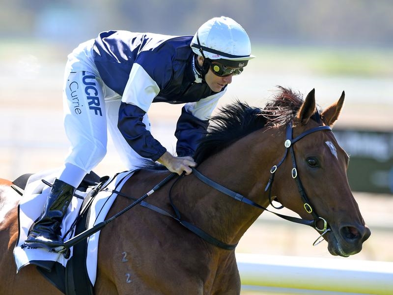 Bendigo Harrison | Just Horse Racing