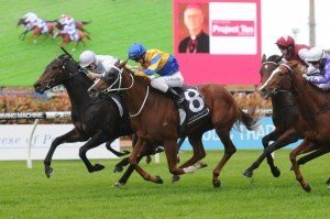 Brilliant Terror 010613 3068 | Just Horse Racing