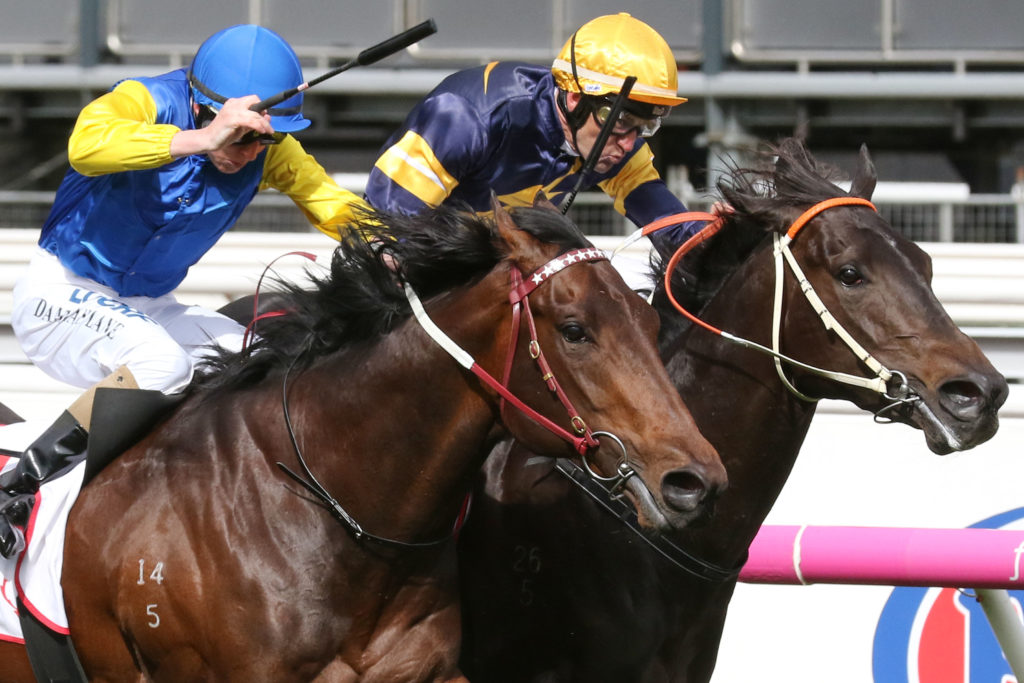 Brutal_15-09-2018_WIN_Flemington_4__442 | Just Horse Racing