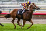 MELBOURNE, AUSTRALIA - 11/01/2014: Ducal Castle winning the Better Beyond Plate at Flemington ridden by Glen Boss and trained by Michael, Wayne & John Hawkes - (photo by Steven Dowden/Race Horse Photos Australia)