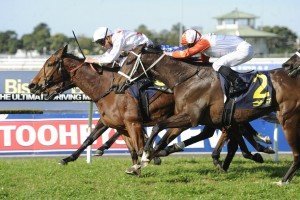 Campania 010815 1276 | Just Horse Racing Campania