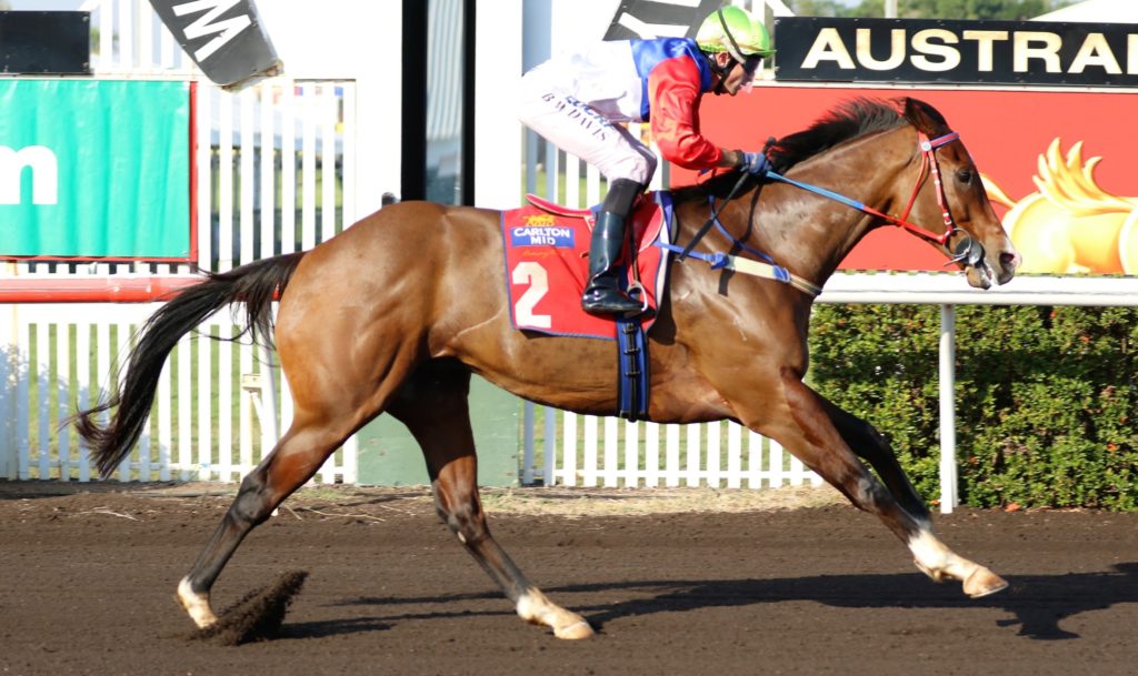 Captain Punch | Just Horse Racing