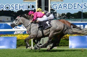 Catkins | Just Horse Racing Catkins
