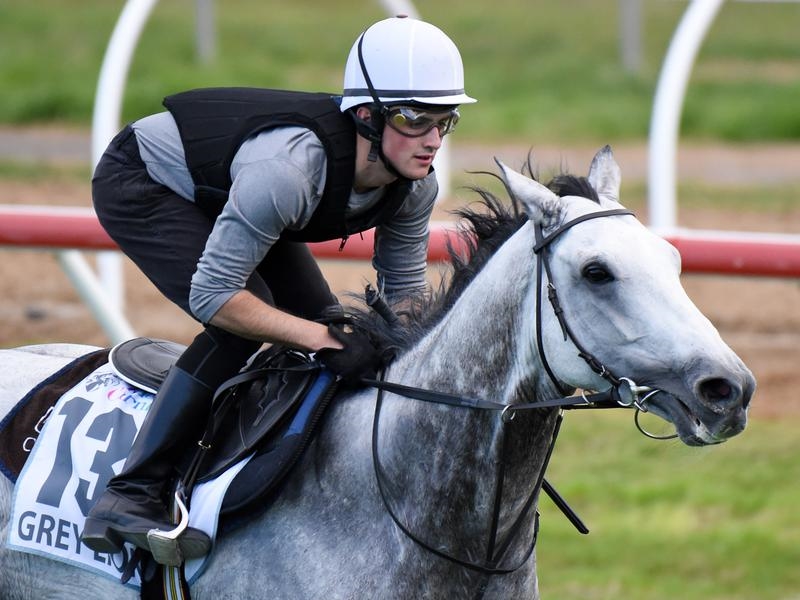 Caulfield Lion | Just Horse Racing