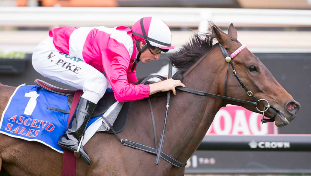 Celebrity Dream | Just Horse Racing