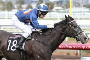 Clemo | Just Horse Racing Clemo