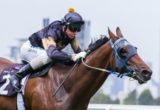 Cooldini winning the Roy Higgins Quality at Flemington ridden by Glen Boss and trained by Robert Smerdon - (photo by Steven Dowden/Race Horse Photos Australia)