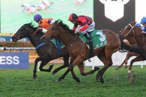 Emotional Circus 010912 6795 | Just Horse Racing