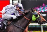 Falcent winning the Coolalinga Handicap at Flemington - photo by Race Horse Photos Australia