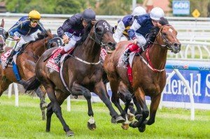 Caulfield Raceday | Just Horse Racing Fiorente winning the Peter Young Stakes at Caulfield ridden by Damien Oliver and trained by Gai Waterhouse - (photo by Steven Dowden/Race Horse Photos Australia)