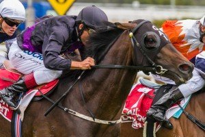 Fiorente winning the Peter Young Stakes at Caulfield ridden by Damien Oliver and trained by Gai Waterhouse - (photo by Steven Dowden/Race Horse Photos Australia)