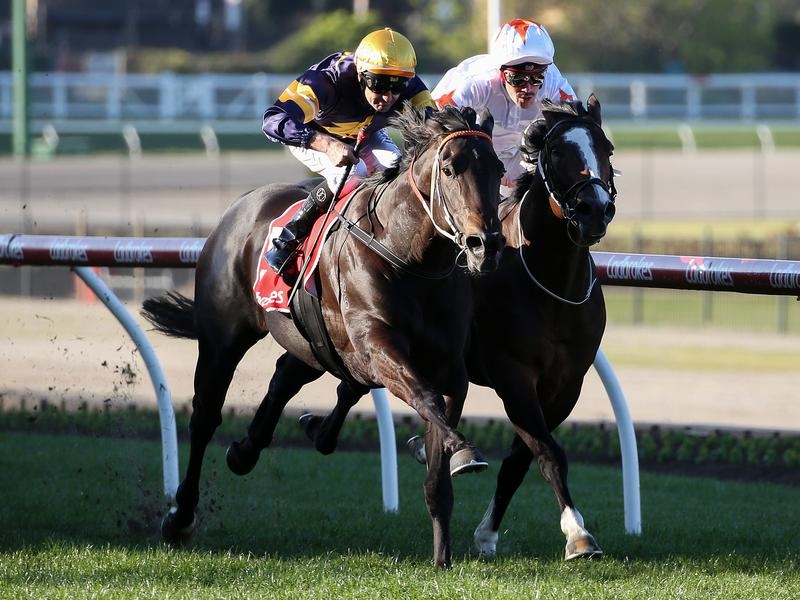 Flemington Brutal | Just Horse Racing