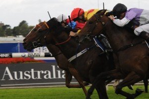 Forget Maybe 301113 0619 | Just Horse Racing Forget Maybe