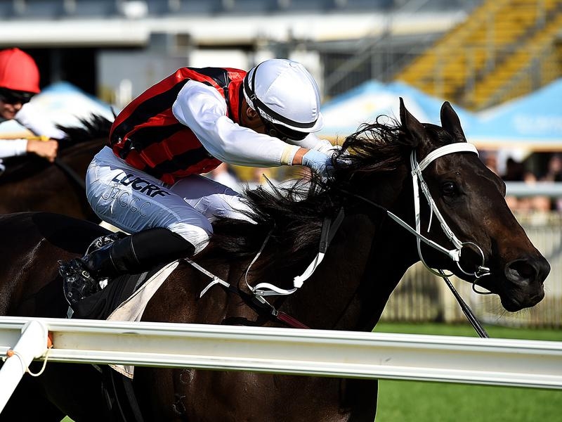 Gallops Marbellouz | Just Horse Racing