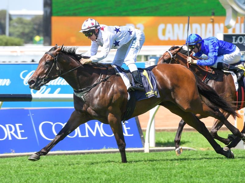 Gallops Sunlight | Just Horse Racing