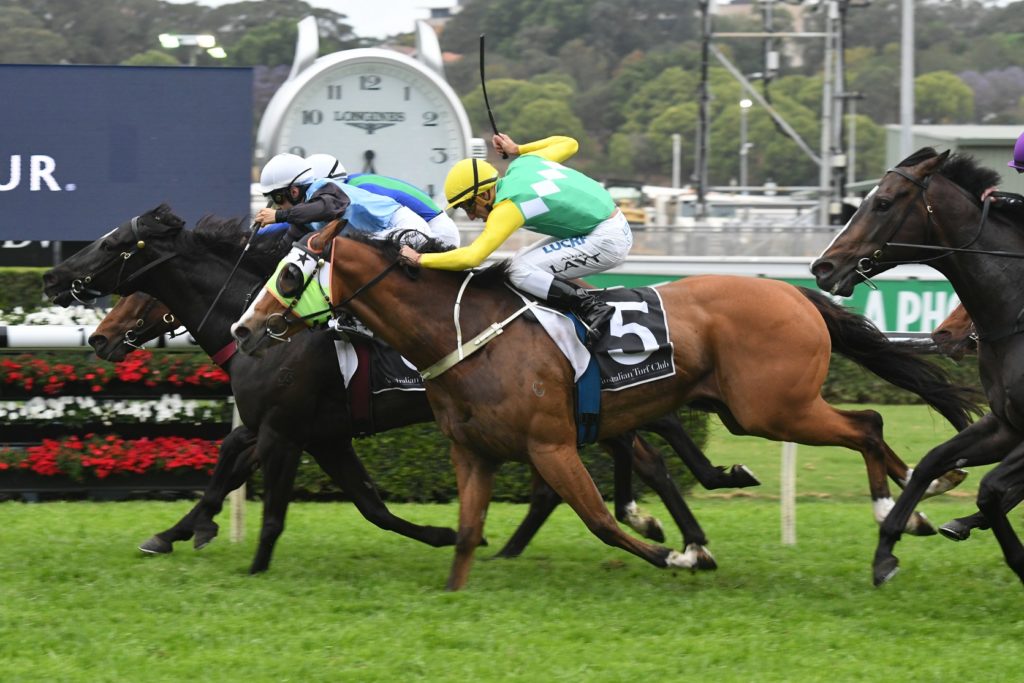 Grand Condor 141017 3160 | Just Horse Racing