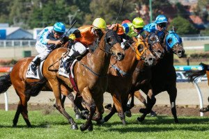 Grane | Just Horse Racing Grane