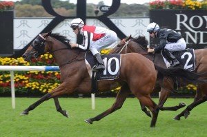 Gypsy Diamond | Just Horse Racing Gypsy Diamond
