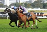 Hawkspur - Anzac Day Handicap 2016 Randwick