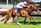 Honey's Steel Gold winning the Taj Rossi Series Final at Flemington - photo by Race Horse Photos Australia (Steven Dowden)