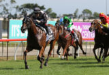 Houtzen - Golden Slipper