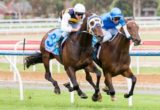 Ibicenco winning the Geelong Cup at Geelong - photo by Race Horse Photos Australia (Steven Dowden)