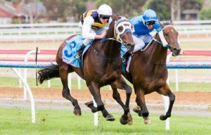 Geelong Raceday | Just Horse Racing Ibicenco winning the Geelong Cup at Geelong - photo by Race Horse Photos Australia (Steven Dowden)