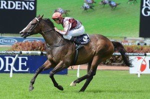 Julienas 230313 9553 | Just Horse Racing Julienas - Photo by Steve Hart