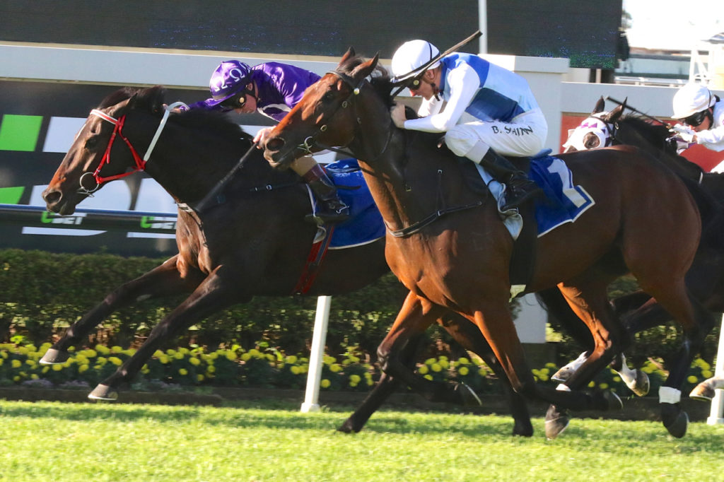 Jumbo Prince : Rudy | Just Horse Racing