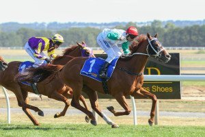 Junoob, Ballarat Cup - Photo by Sarah Ebbett