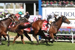 Kayjay's Joy | Just Horse Racing Kayjay's Joy