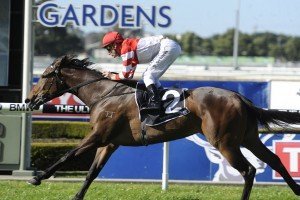 Kimberley Star | Just Horse Racing Kimberley Star