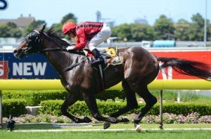 Laser Hawk 250212 1194 Laser Hawk makes it three wins from three at Rosehill