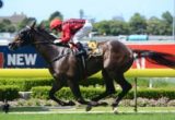 Laser Hawk makes it three wins from three at Rosehill