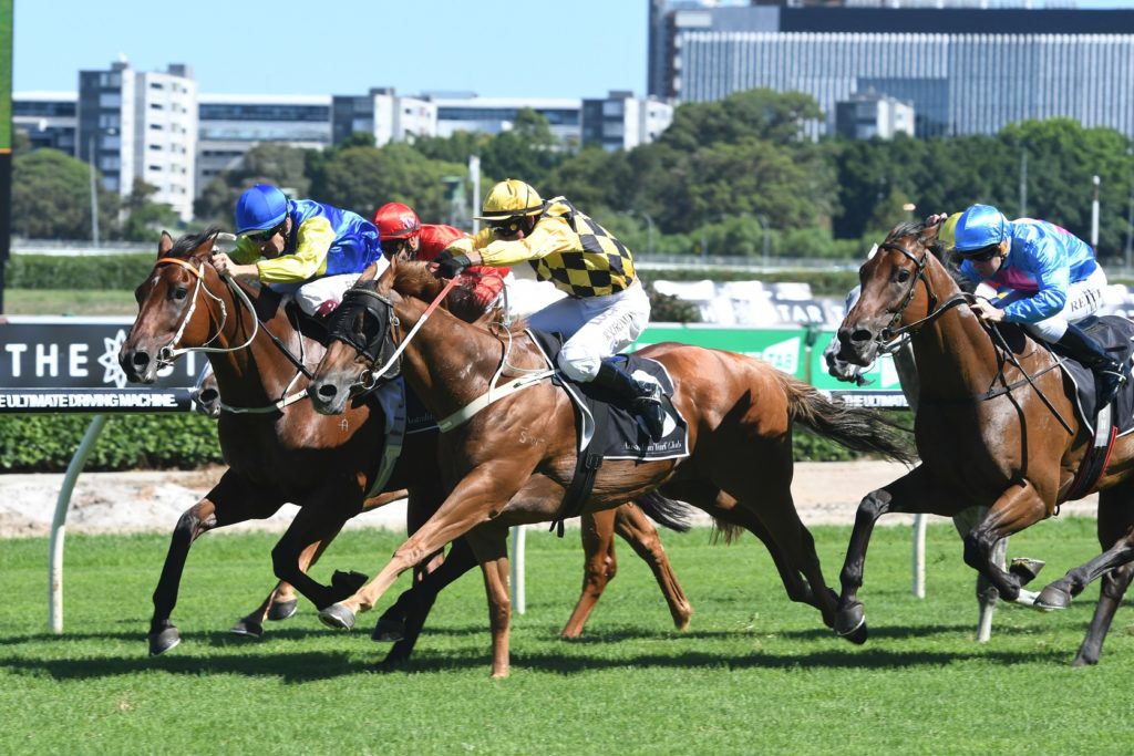 Le Romain 130217 5016 | Just Horse Racing