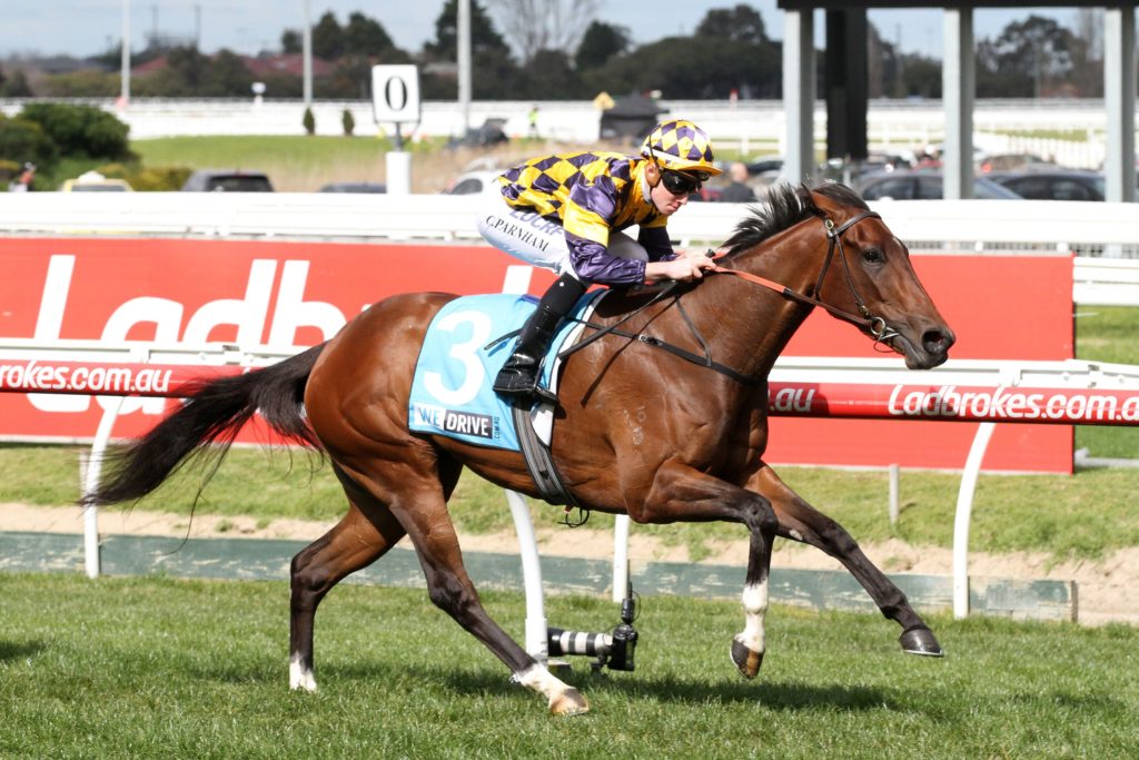 Leotie | Just Horse Racing Leotie