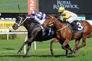 Loophole | Just Horse Racing Loophole