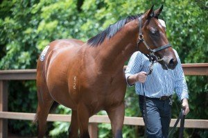 Lot 434, Redoute's Choice x Hades