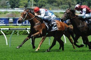 Made To Order 261213 3851 | Just Horse Racing Made To Order