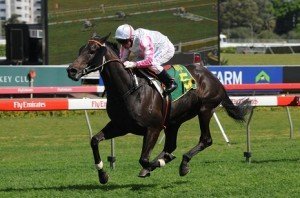 Maluckyday | Just Horse Racing Maluckyday is the opening favourite for the 2011 Melbourne Cup