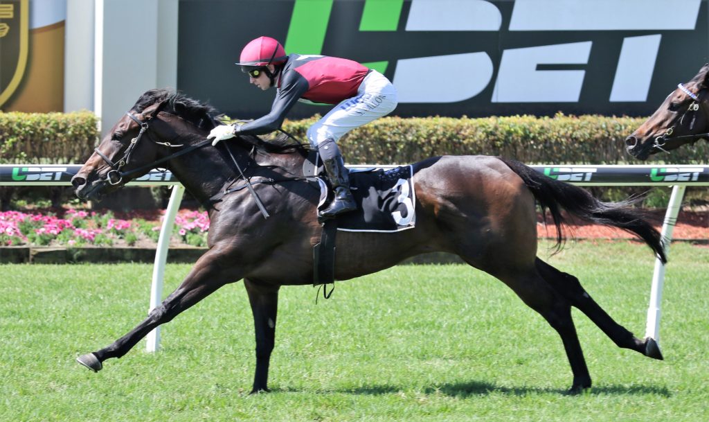 Manaya (1) | Just Horse Racing