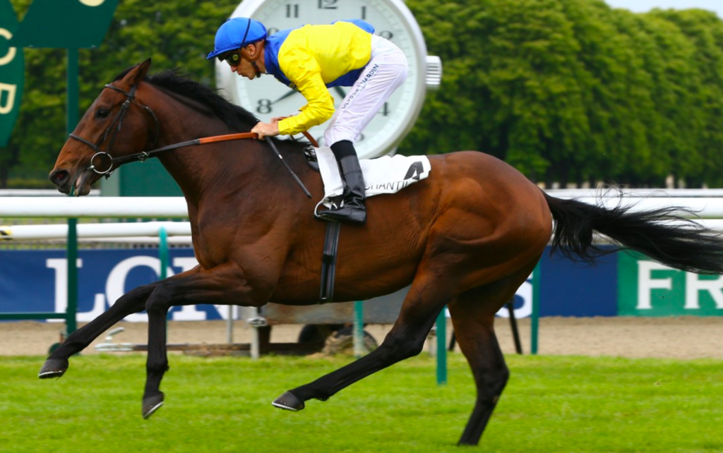 Marmelo | Just Horse Racing