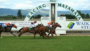 Matamata races