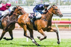 Flemington Raceday | Just Horse Racing Nesbo winning the Straight Draw Handicap at Flemington ridden by Brad Rawiller and trained by Michael Kent - (photo by Steven Dowden/Race Horse Photos Australia)