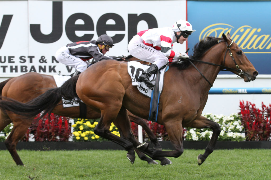 O'Malley | Just Horse Racing O'Malley