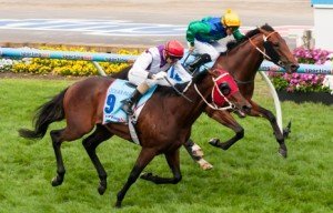 Moonee Valley Raceday | Just Horse Racing